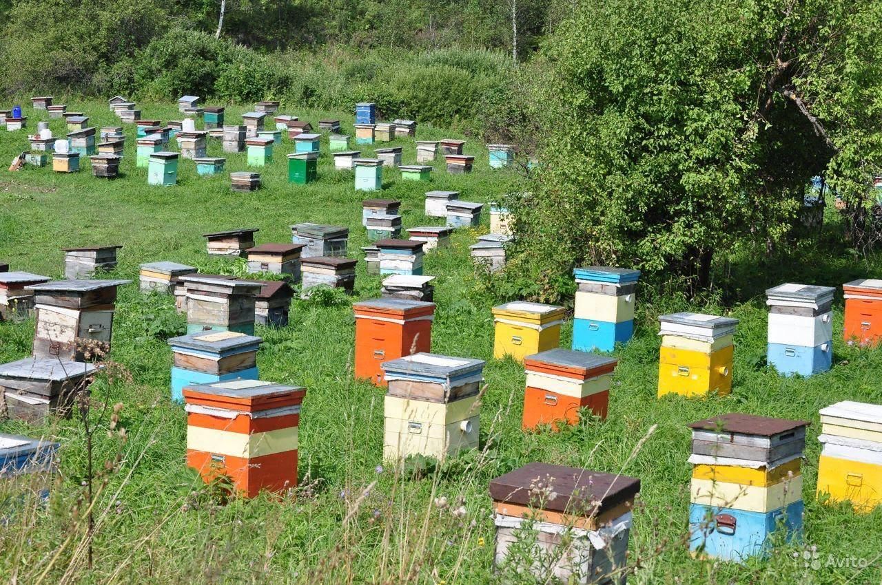 Сохранить пчел. Купить пчелосемьи на авито Ульяновск.