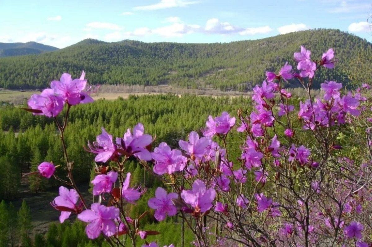 Природа забайкальского края рисунки