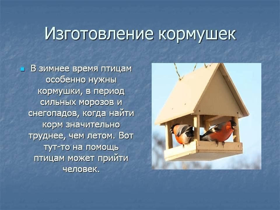 Творческий проект по технологии 6 класс для мальчиков кормушка для птиц