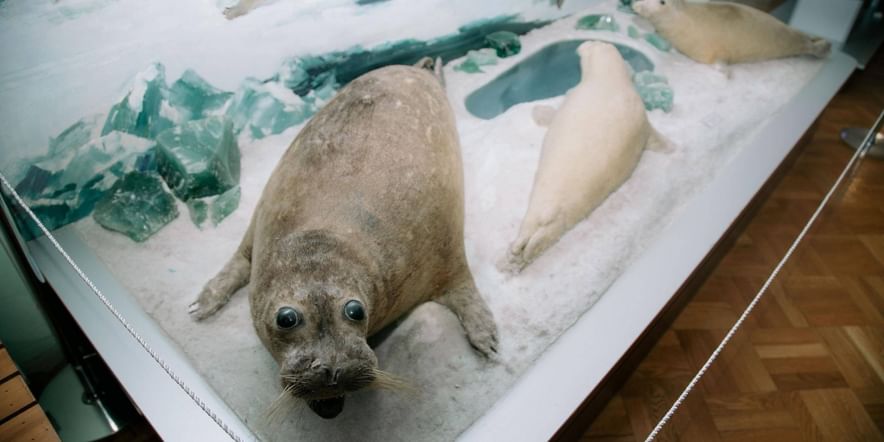 Основное изображение для события Выставка одного экспоната «Тюлень»