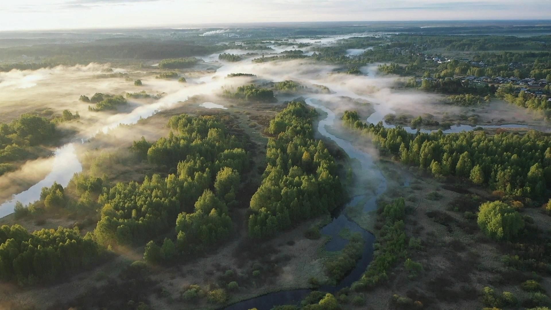 Рязанская область — это край величественных лесов