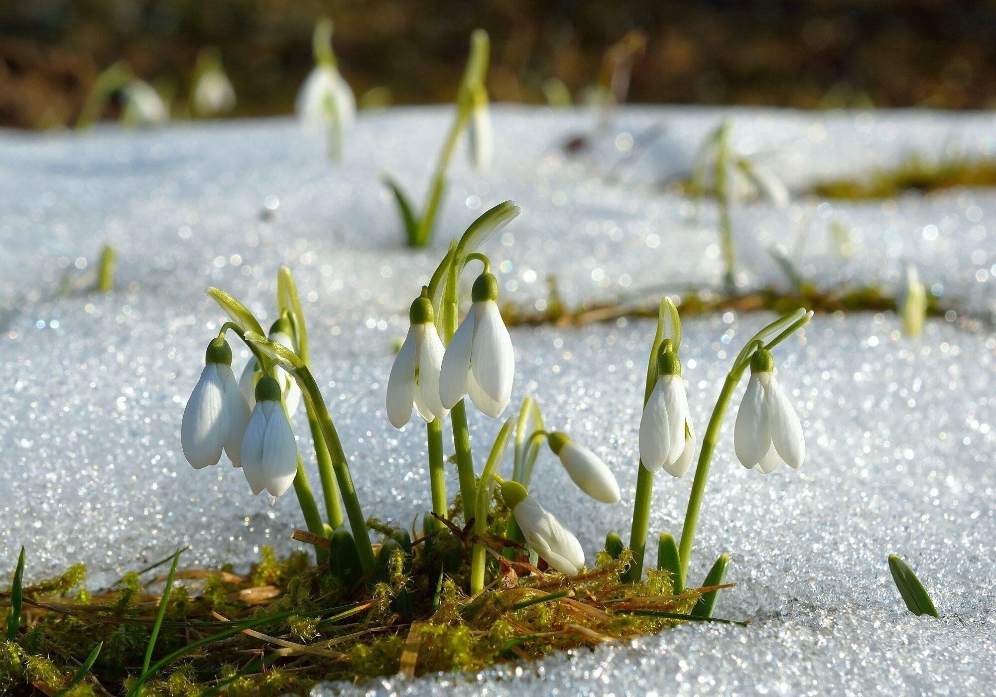 Первые подснежники картинки. Spring проталины подснежники. Весенние подснежники.