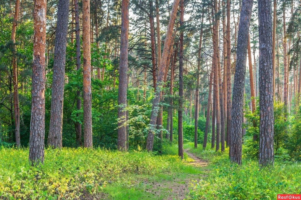 Воронежский лес фото