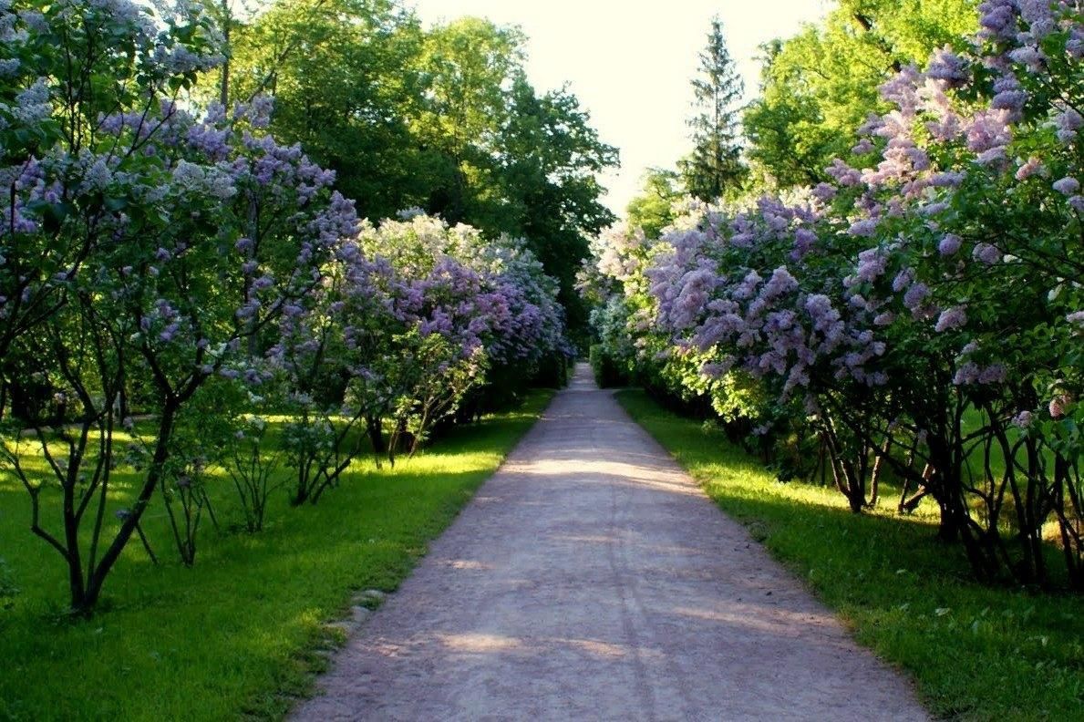 Фото кусты в парке