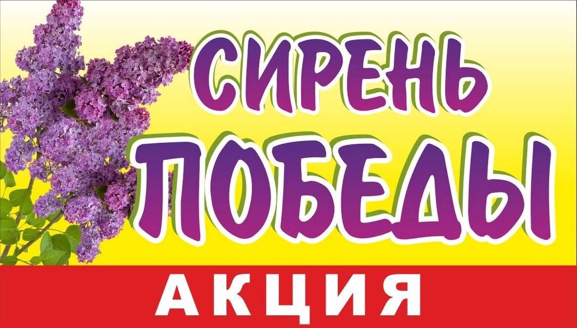 Сирень символ победы рисунок
