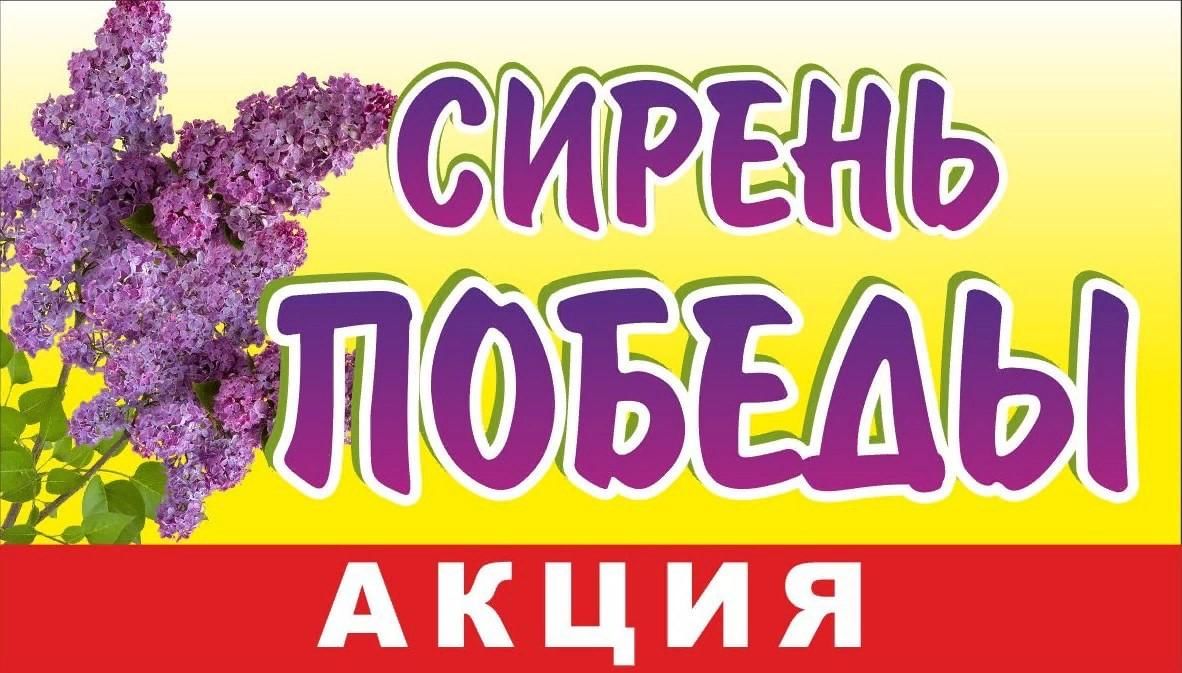 Картинка акция сирень победы