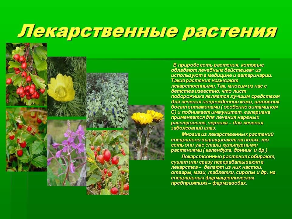 Декоративные растения проект по биологии