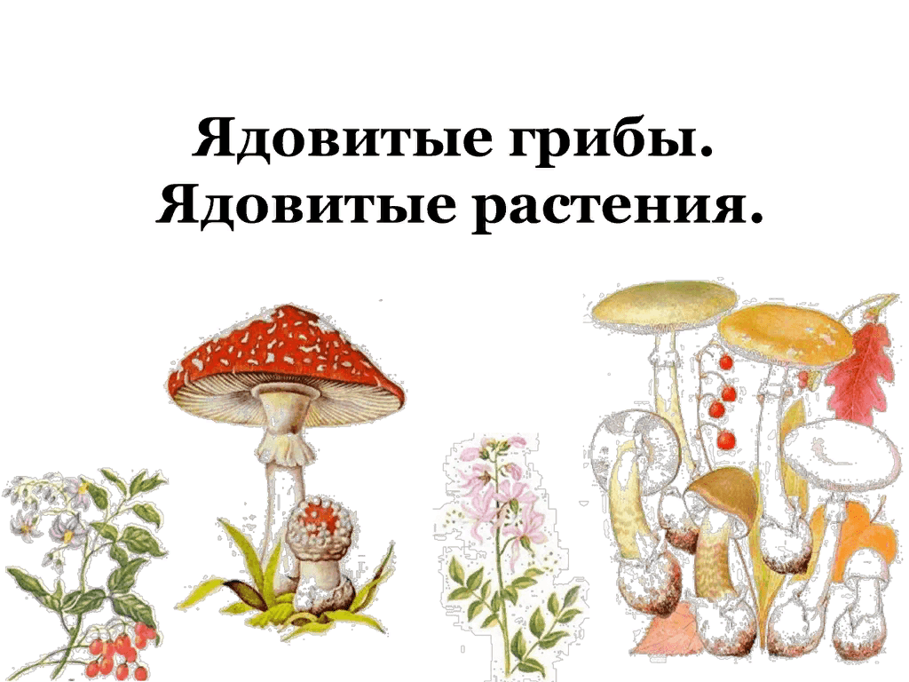 Самые опасные грибы в мире - презентация онлайн