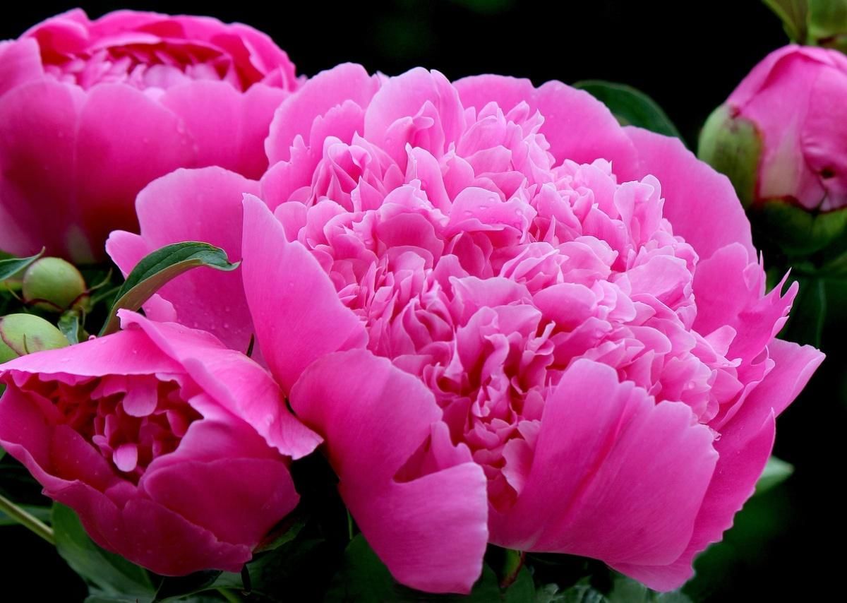 Розовидные Цветы