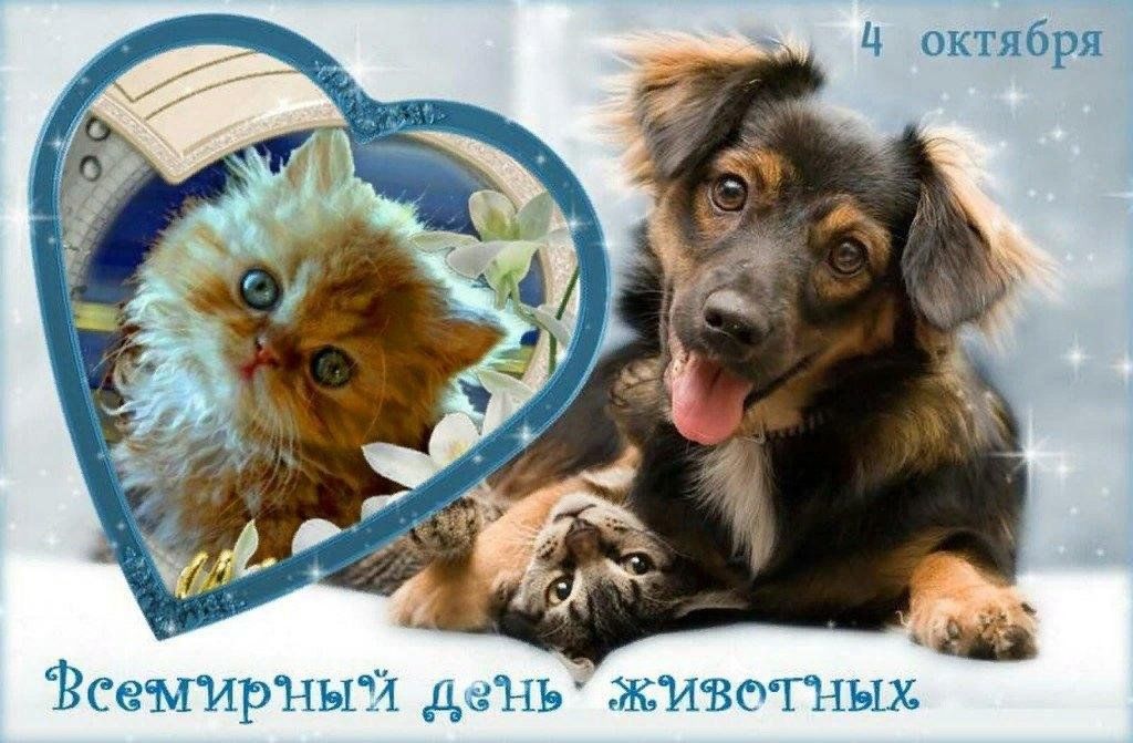 День животных 4 октября картинки