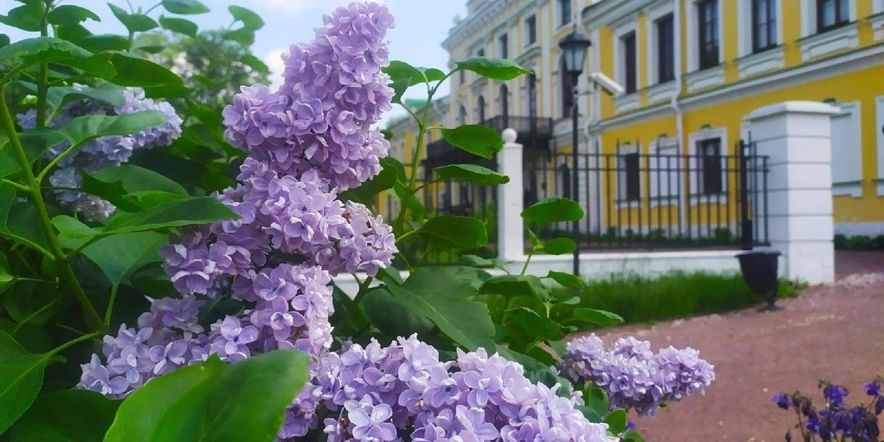 Основное изображение для события Экскурсия по сиреневому саду
