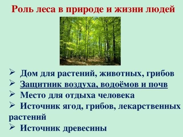 Какую роль играют описания природы. Роль леса в природе и жизни людей. Роль леса в жизни человека. Ролт Леа в жизи челоека. Роль лесов в жизни человека.