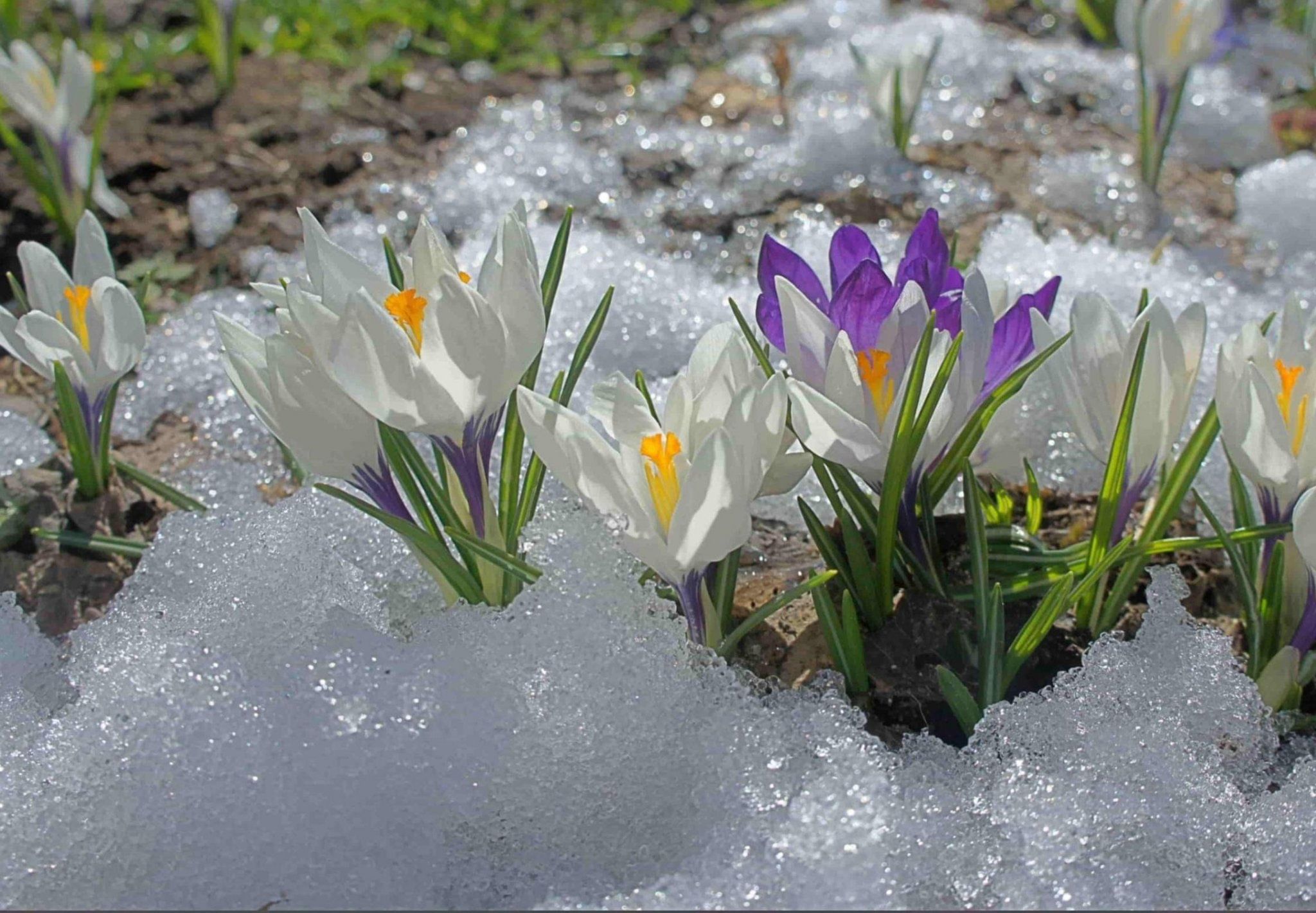 Первый день весны солнце. Первоцветы (подснежники, крокусы, гиацинты).. Подснежники эдельвейсы. Первоцветы крокусы. Алтайский Подснежник.