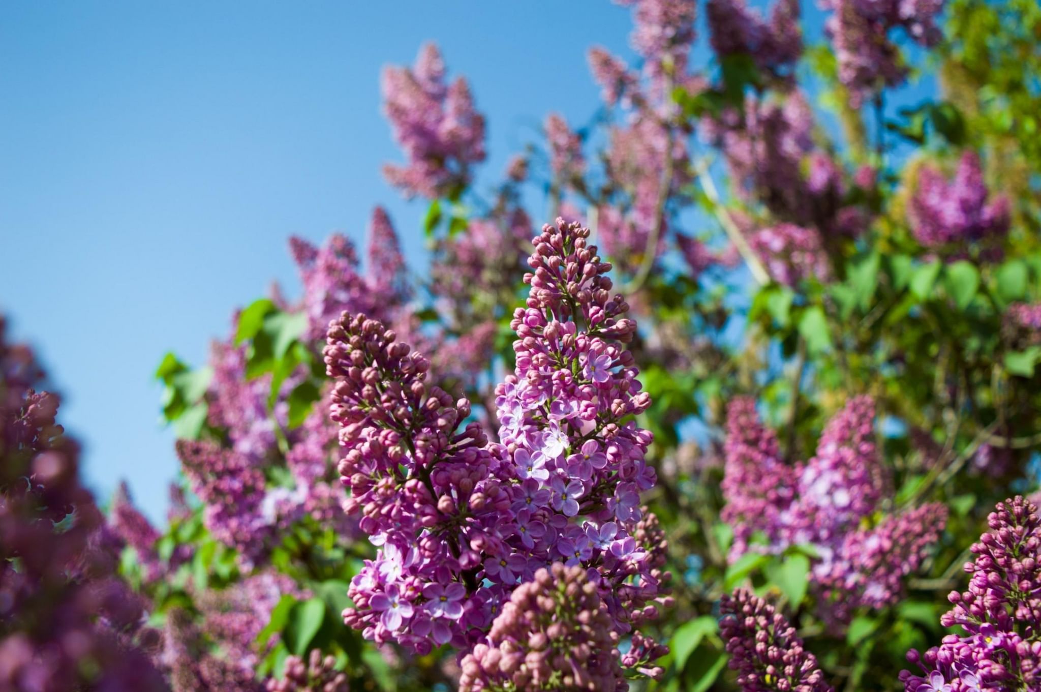 Куст Сирени Картинки Куприн - 67 фото