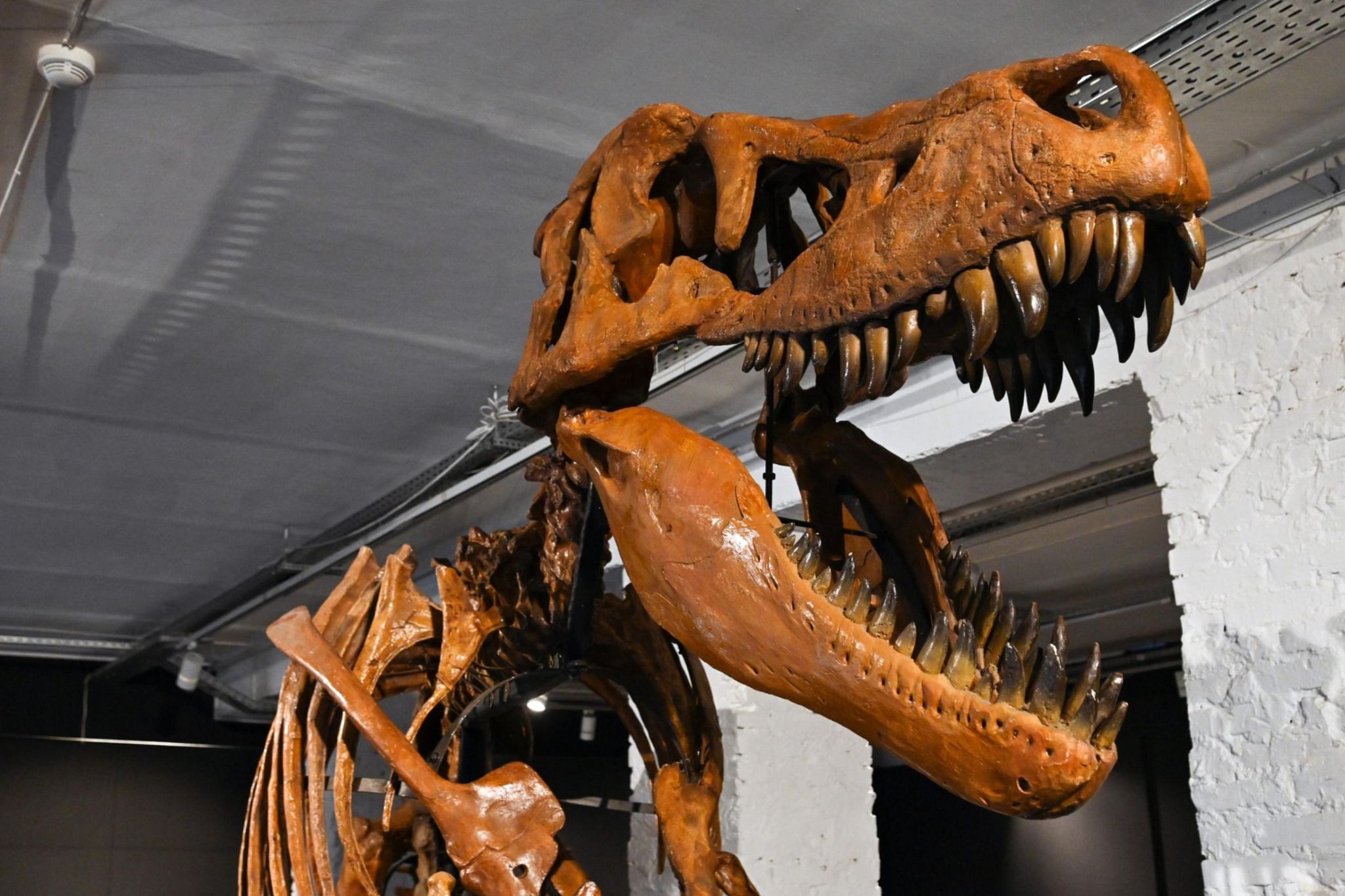 Выставка динозавров пермь колизей. Выставка динозавров. Мега выставка динозавров. Выставка динозавров в Новосибирске в 2023 году. Парк динозавров на ВДНХ.