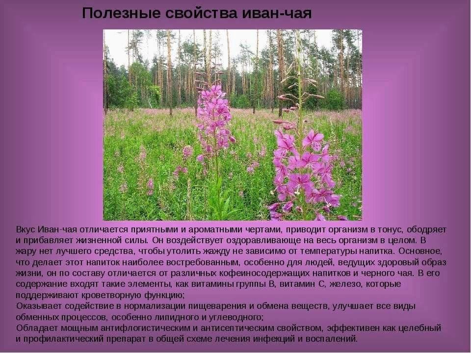 Иван чай трава фото и описание Иван чай: полезные и лекарственные свойства" 2023, Дрожжановский район - дата и 