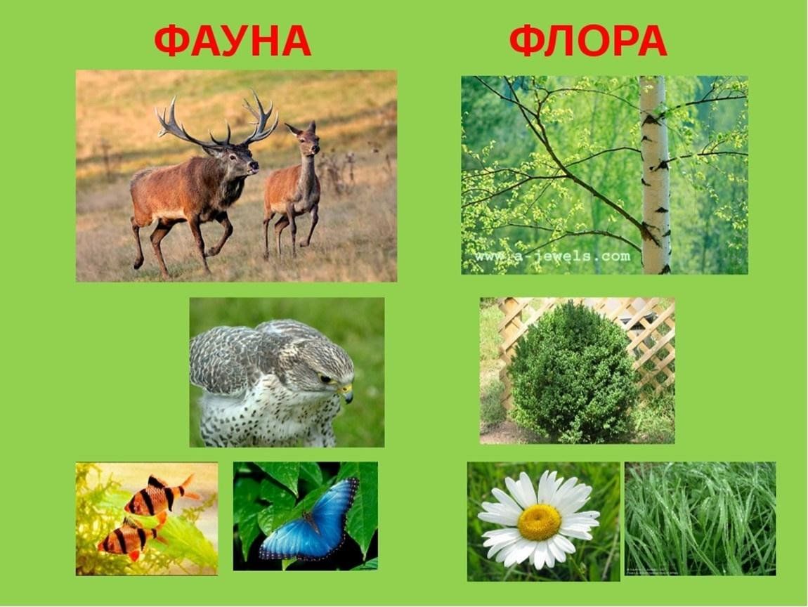 Флора и фауна картинки