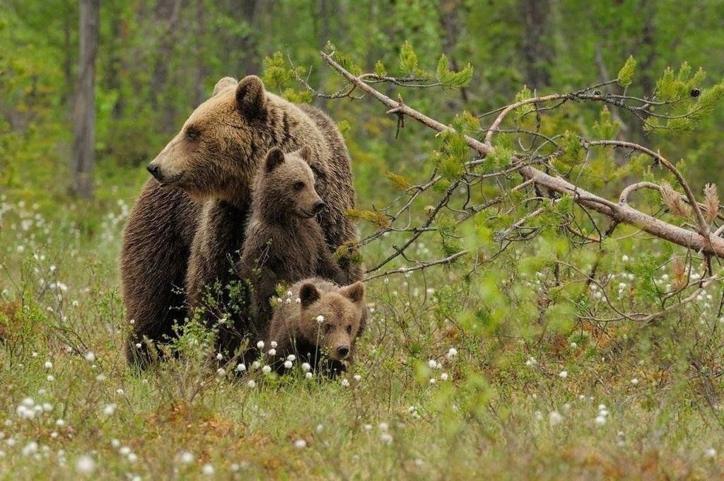 Животные новгородской области фото