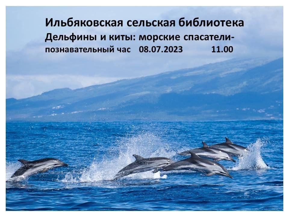 Дельфин какой океан. Атлантический белобокий Дельфин. Дельфин белобочка в черном море. Дельфины в море. Дельфины Атлантического океана.