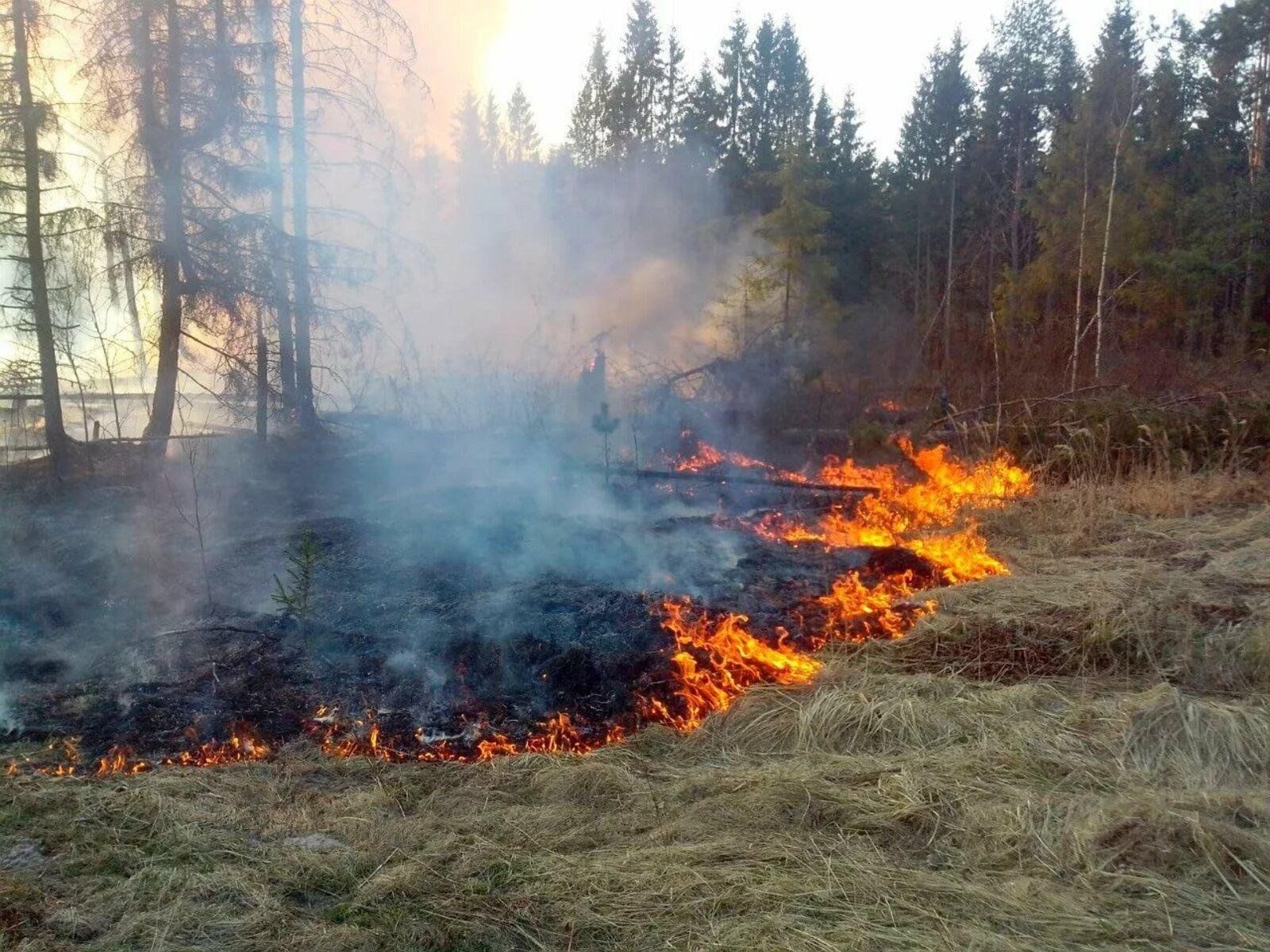 Лесные пожары статьи. Пожар в лесу. Лесные травяные пожары. Противопожарный режим в лесах. Лес от пожара.