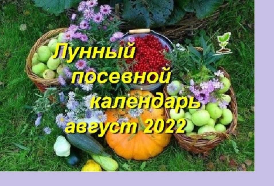 Лунный календарь на август огородный. Будни цветовода август. Лунный календарь огородный Мармура на август. Благоприятные дни в августе для пересадки клубники. Лунный календарь на август для клубники