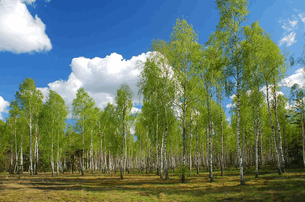 Вокруг огромных полей растут березовые леса небо