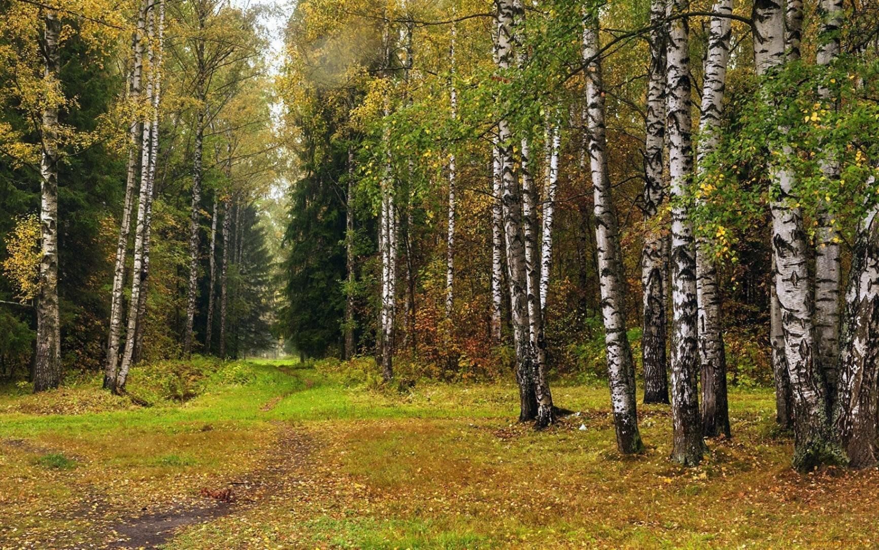 Природа россии лес фото Нет без леса России." - выставка, посвященная Международному дню леса 2023, Саби