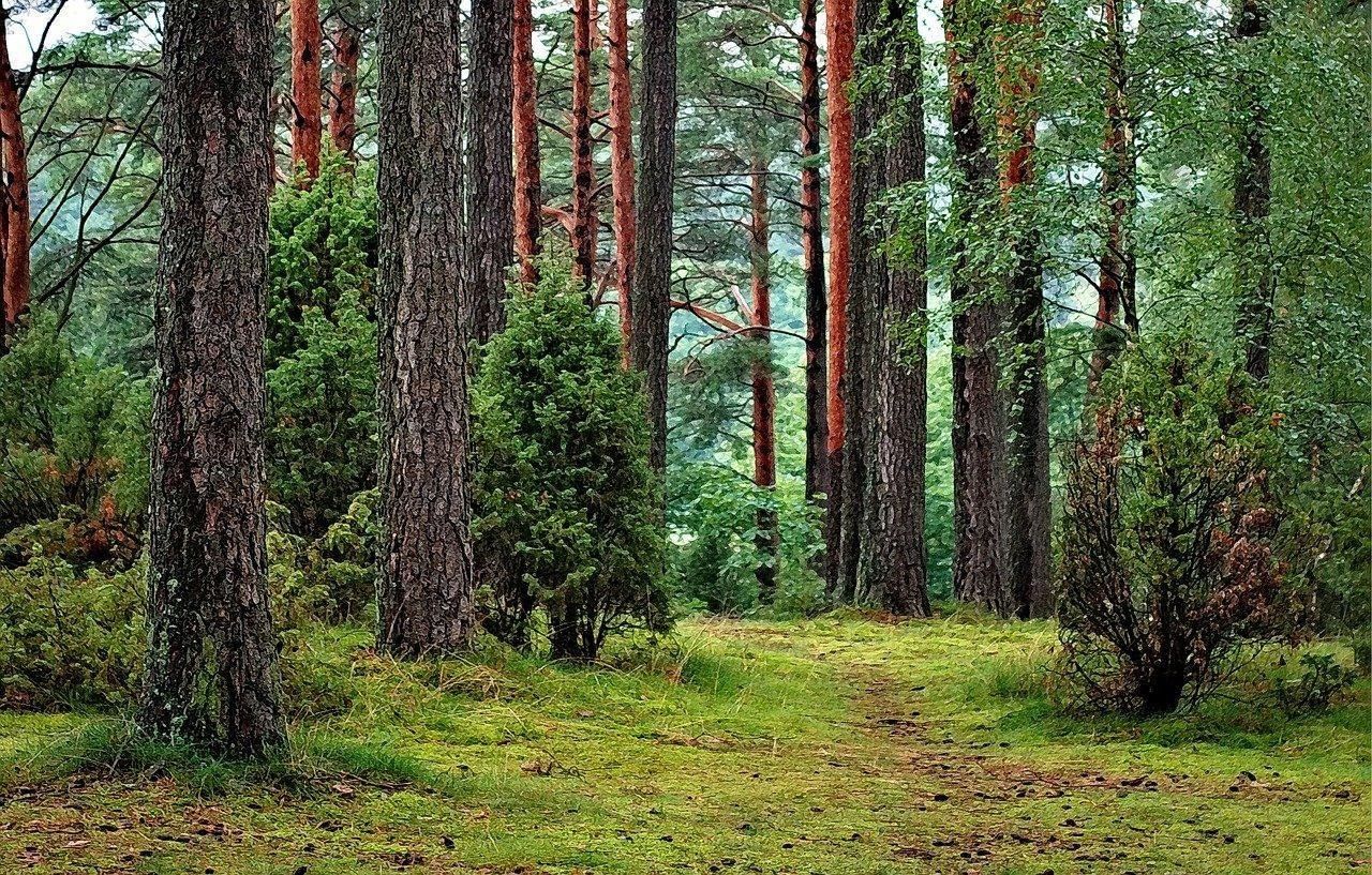 Большие красивые фото соснового елового леса