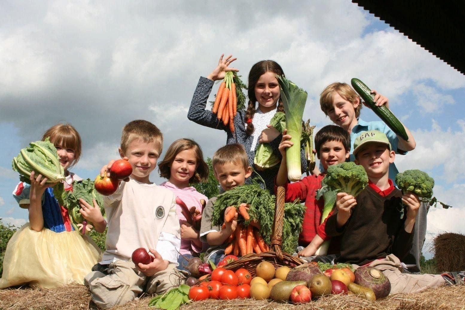 Есть и овощ в огороде. Сбор урожая. Осенний сбор урожая. Люди собирают урожай. Сбор урожая для детей.