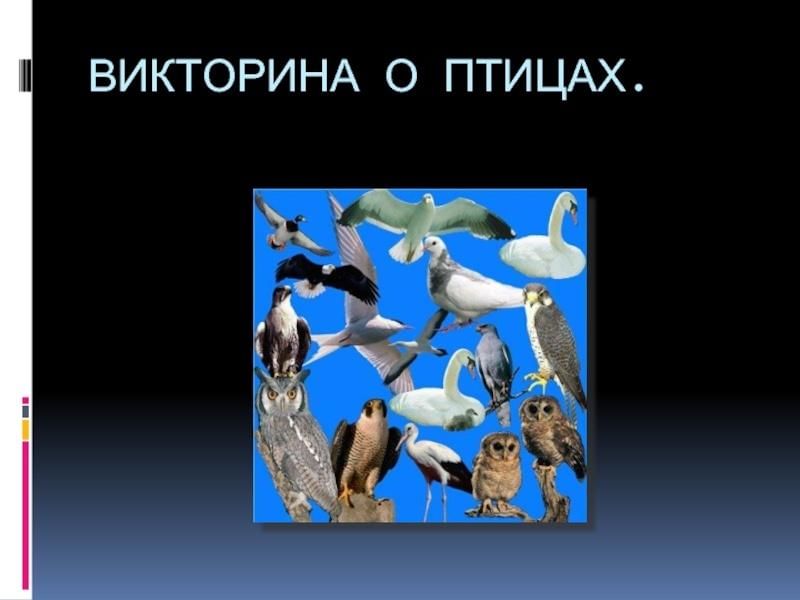 Презентация птицы. Викторина про птиц. Викторина на тему птицы наши друзья. Викторина ко Дню птиц. Викторина птицы презентация.