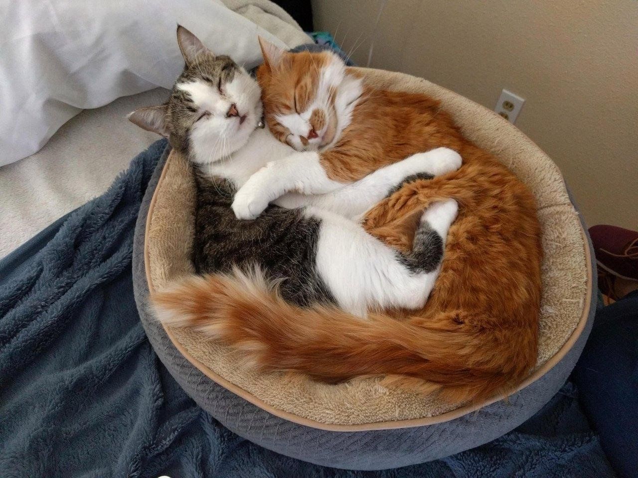 Без кота и жизнь не. Без кота и жизнь не та. Котики приколы. Без кота и жизнь не та картинки. Котики в жизни.