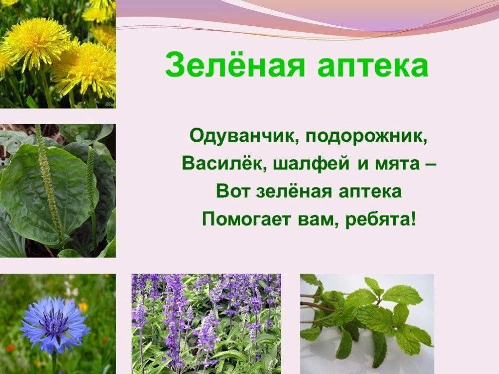 Проект про лекарственные растения Царство растений" 2023, Кукморский район - дата и место проведения, программа ме