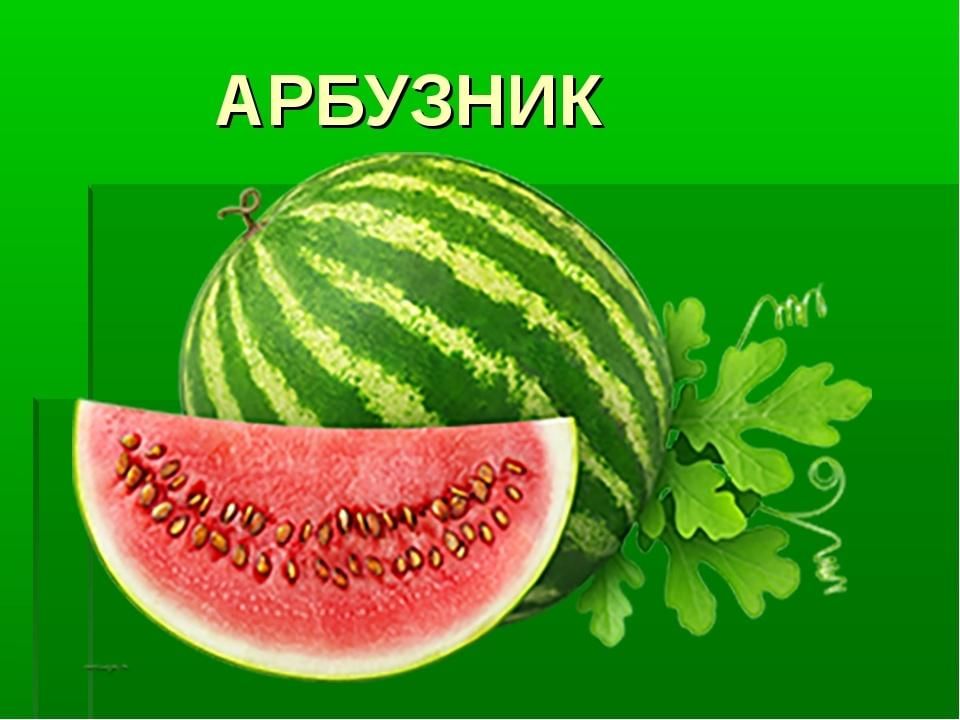 Презентация про арбуз