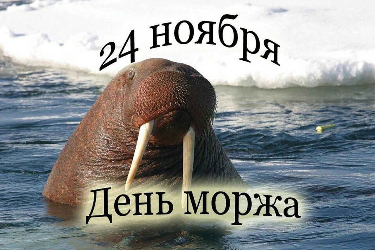 День моржа 24 ноября открытки