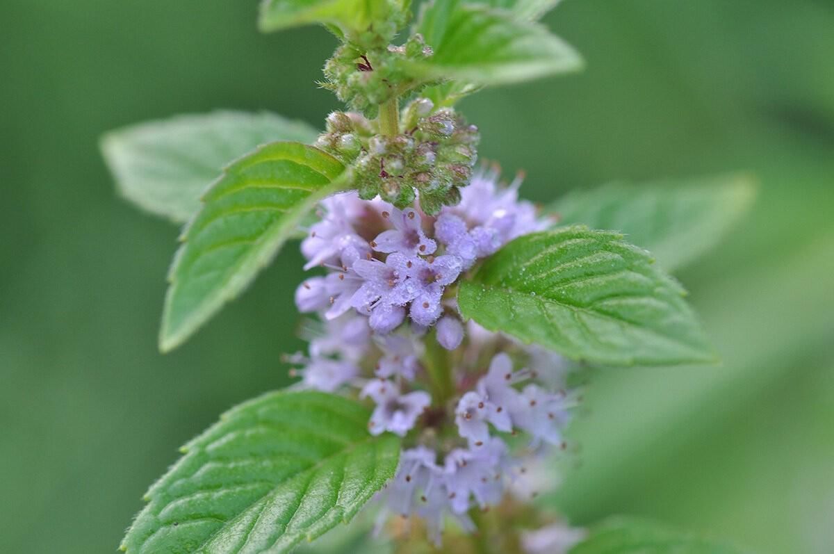 Мята Полевая (Méntha arvénsis)