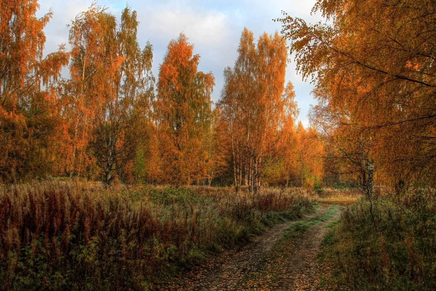 Фото осень октябрь. Октябрь Золотая осень. Осень октябрь фото. Россия осень Околица. Лесопосадки осенью в октябре.