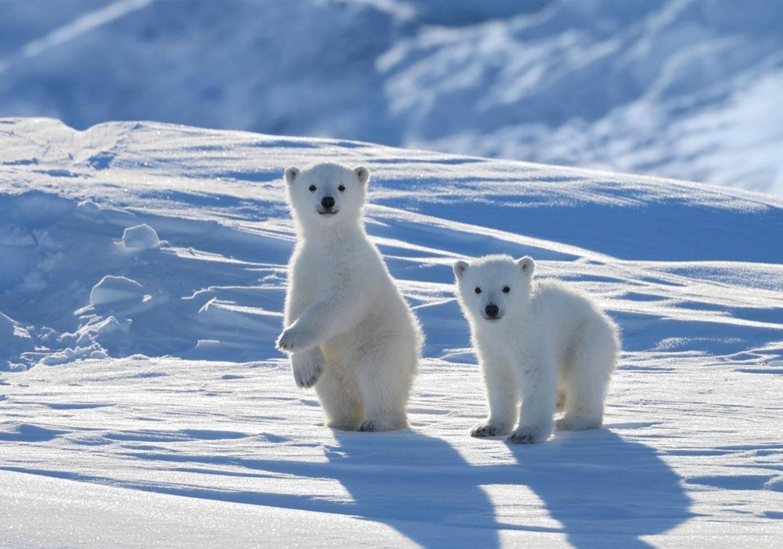 Arctic pole. Арктические пустыни белый медведь. Белые медведи в Арктике. Северный полюс Арктика. Северный полюс Арктика животные.