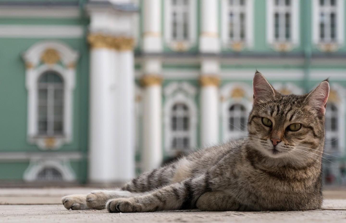 Петербург кошка фото