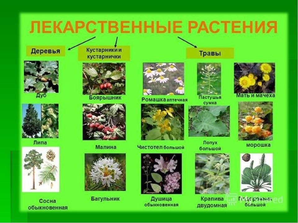 Какая трава была названа. Лекарственные растения. Лекарственные растения названия. Лекарственные растения картинки с названиями. Название лекарственных растений леса.