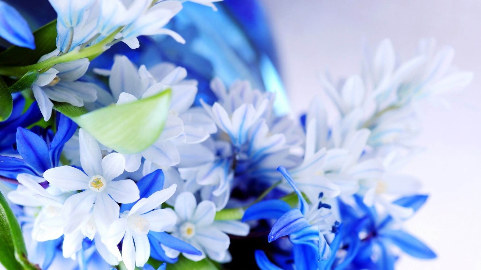 Открытки синего цвета. Голубые цветы. Сини t цветы. Синие цветочки. Голубой цвет.