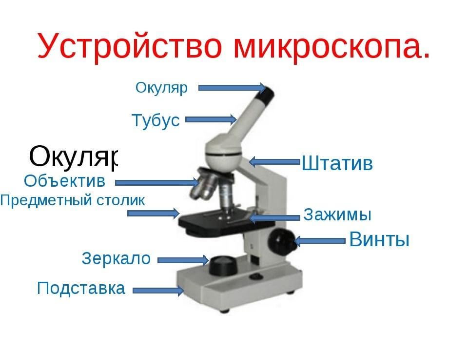 Ольга на уроке изучал устройство микроскопа и делал соответствующие подписи к рисунку