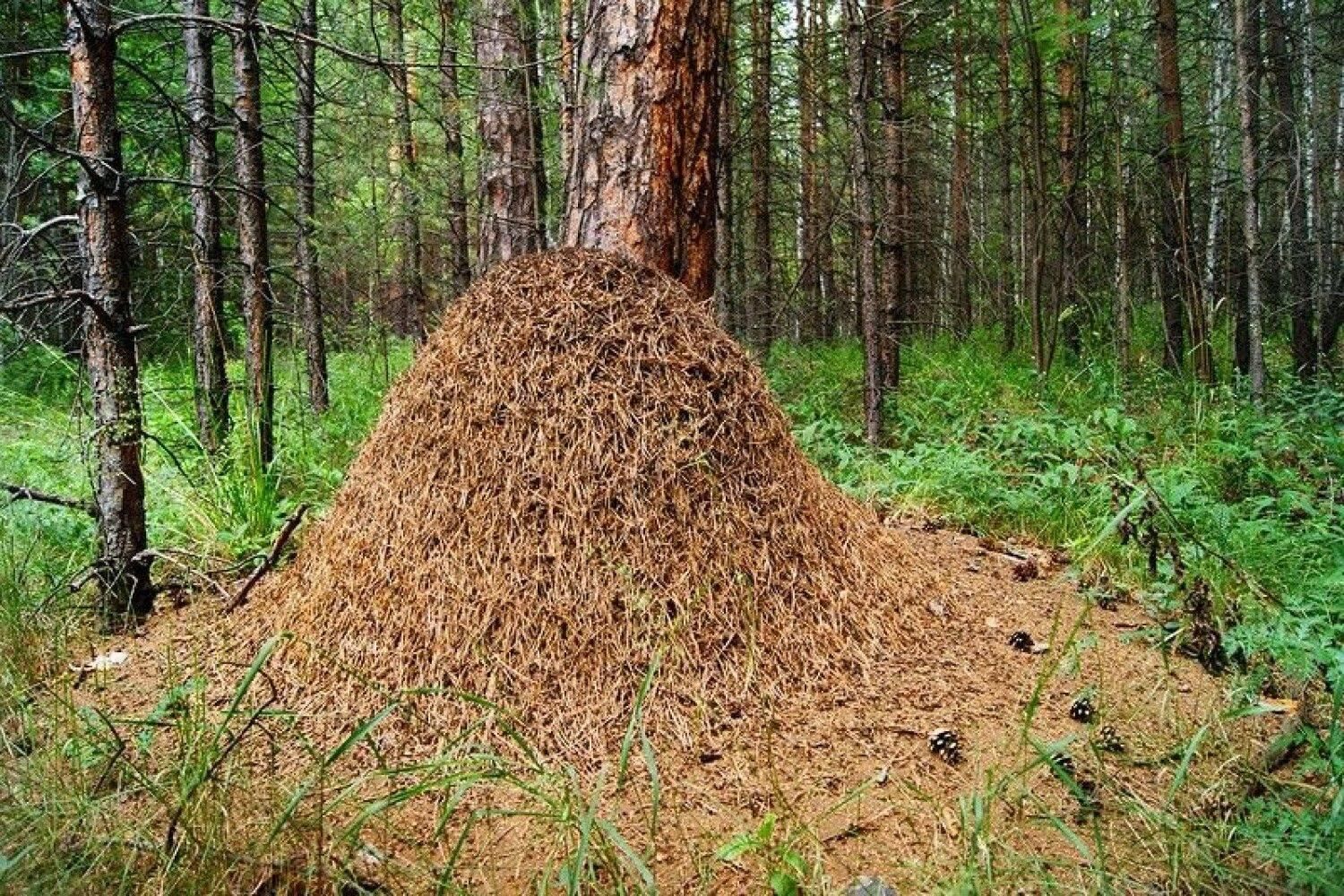 Муравейник. Рыжий Лесной муравей Муравейник. Муравьиный лес Академгородок. Муравейник лесных муравьев. Лесной Муравейник муравьев внутри.