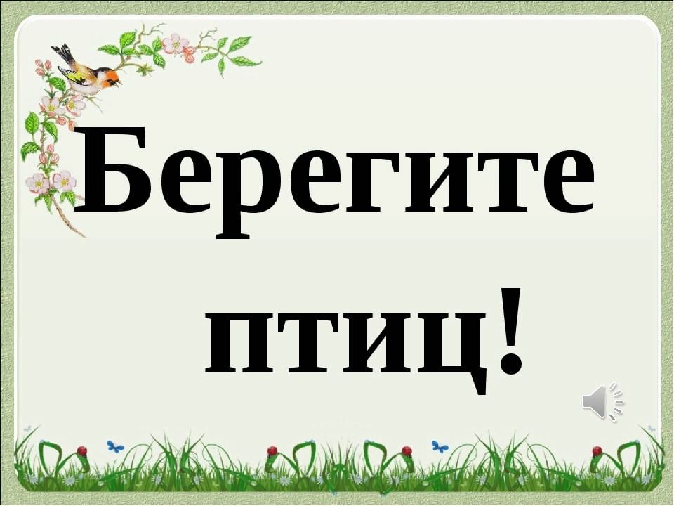 Картинка берегите птиц для детей
