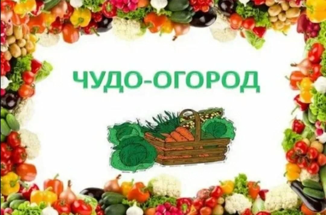 Проект чудо огород