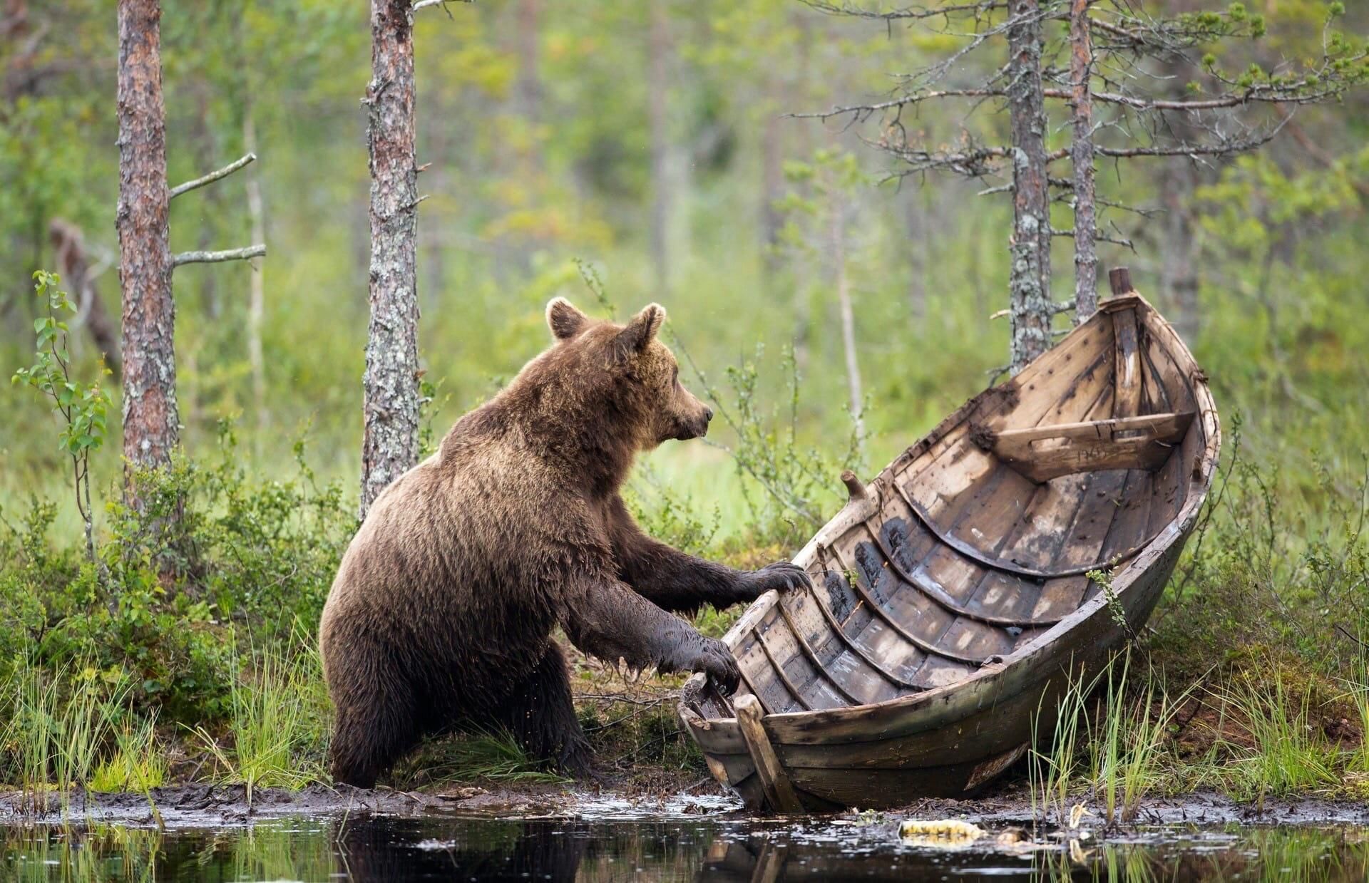 Медведи в лесах Карелии