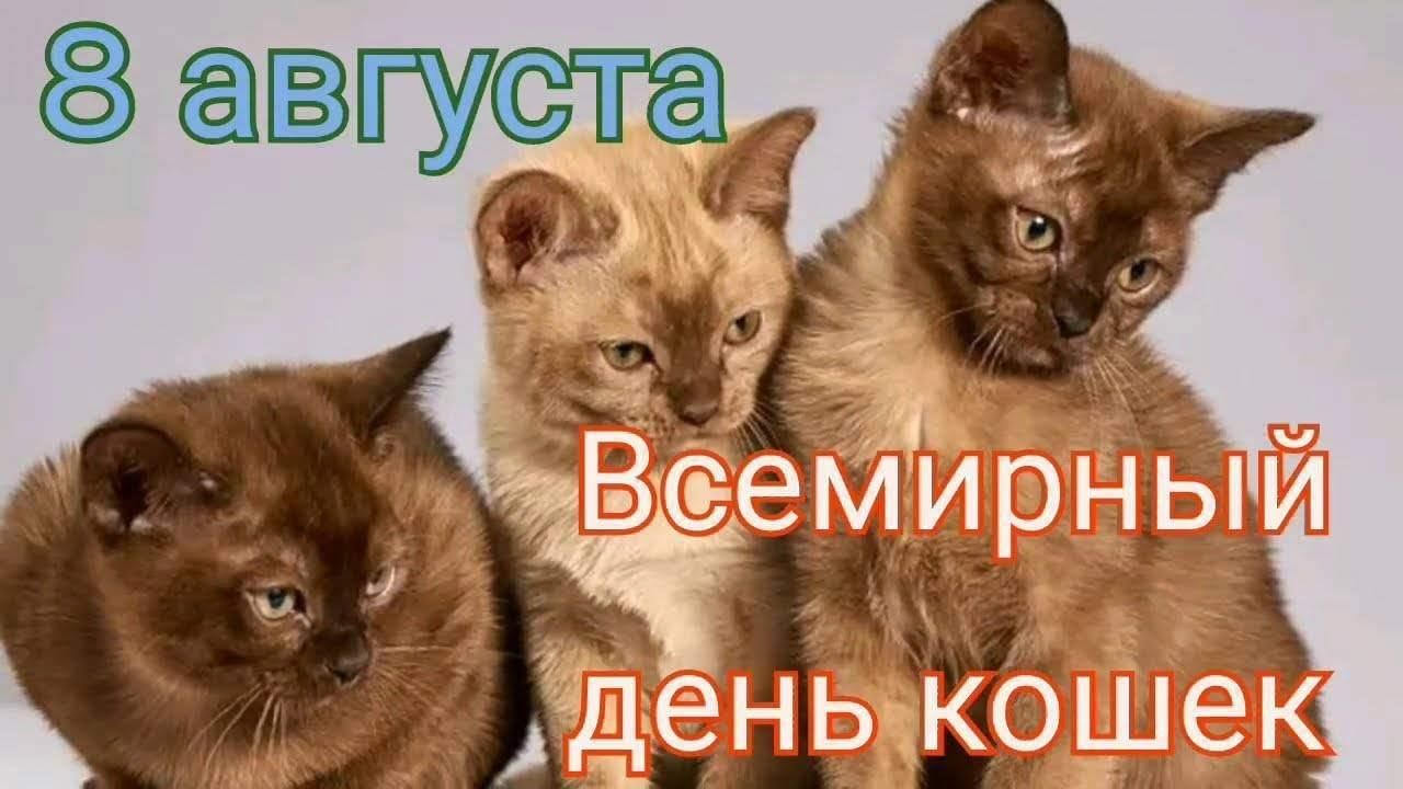 День котиков в россии. Всемирный день кошек. День кошек 8 августа. 8августв Всемирный день кошек. Всемирный день кошек открытки.