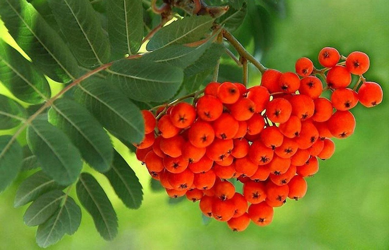 Рябина обыкновенная Sorbus aucuparia