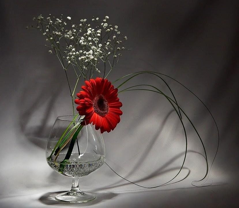 С днем комплиментов картинки с надписями. Красивые цветы в бокале. Одинокий цветок в вазе. Цветы в бокале картинки. Грустное поздравление с днем рождения.