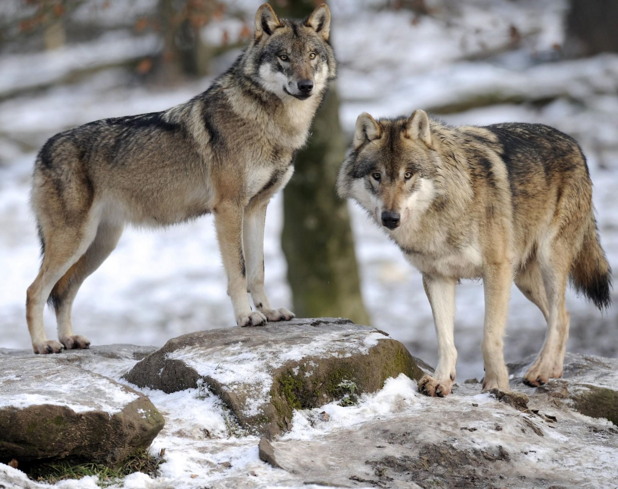 Животные восточно европейской. Сибирский Тундровый волк. Волк canis Lupus. Макензийский Тундровый волк. Волк серый обыкновенный.