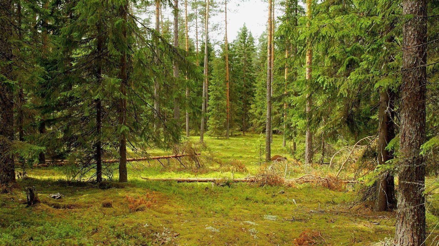 Какая земля в хвойном лесу. Арбековский лес хвойные. Арчеда Сосновый лес. Еловый лес Ленинградская область. Еловый Бор подлесок.